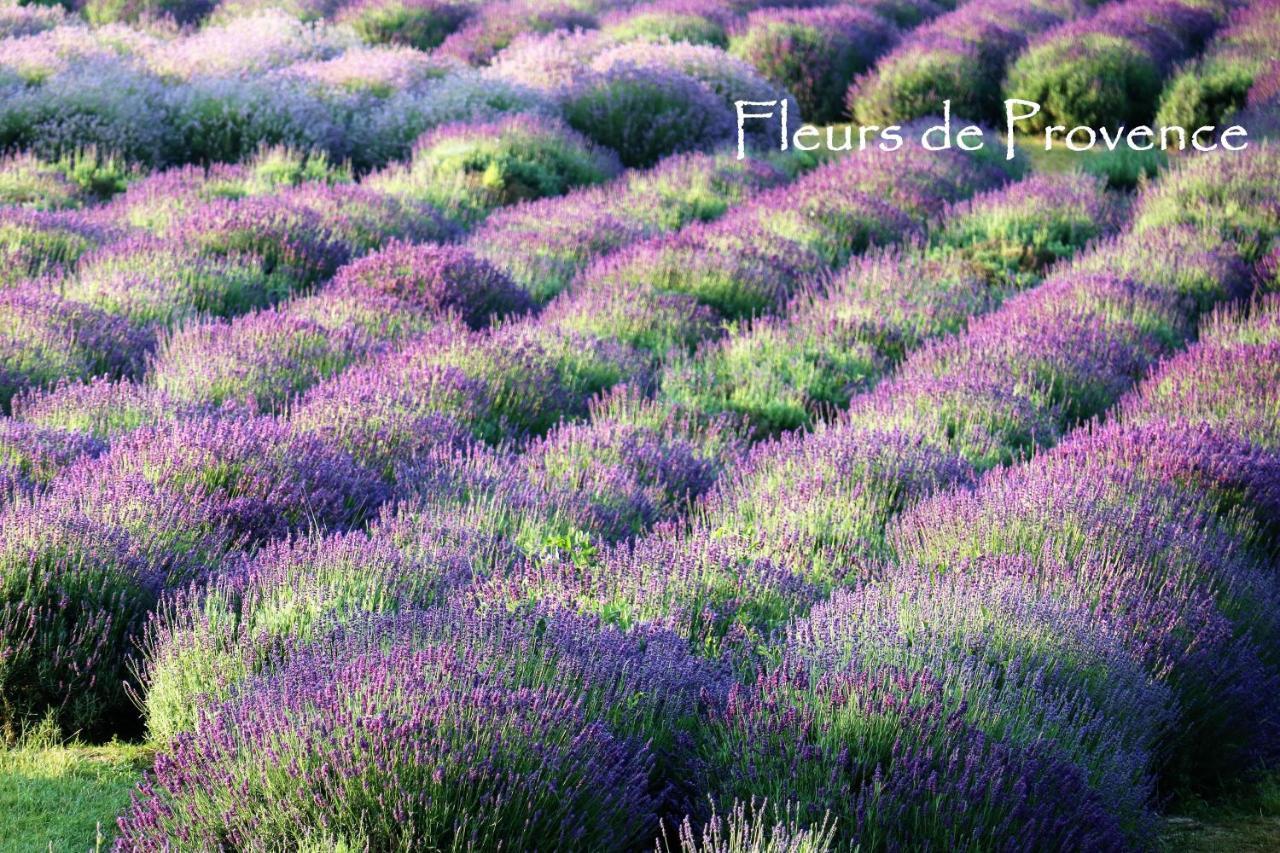 Fleurs De Provence Apartment LʼIsle-sur-la-Sorgue Exterior foto